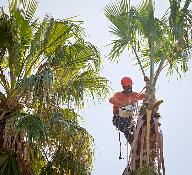 Best Tree Cutting Near Me  in Dagsboro, DE